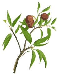 Sapodilla