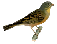 Ortolan Bunting