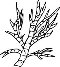 freshwater green algae