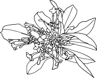 snakeroot