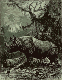 One-horned Rhinoceros