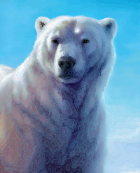 Polar Bear