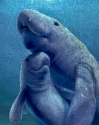 West Indian Manatee