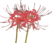 Two Red Spider Lilies