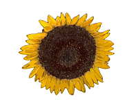 One of the Last Sunflowers