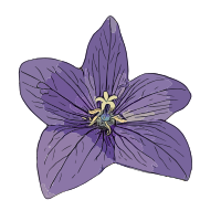 Purple Flower