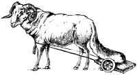 Awassi sheep