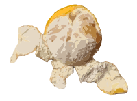 Peeled Open Orange