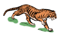 Tiger - Colour Remix