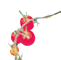 Cherry Tomatoes