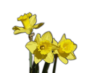 Daffodils - Isolated