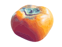 Big Persimmon
