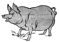 Pig Steps on a Snake