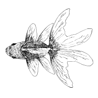 Top View of a Goldfish