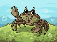 Friendly Crab