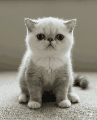 Realistic Sitting Kitty 