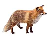 Fox