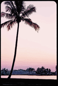 Tropical Sunset