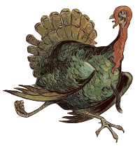 Escaping Turkey - Isolated
