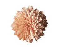 Chrysanthemum