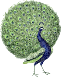 Peacock