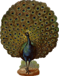 Peacock 2