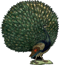 Peacock 3