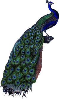 Peacock 4