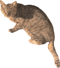 Realistic Cat