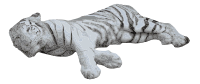 Sleeping White Tiger