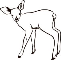 fawn outline
