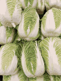 Napa Cabbage
