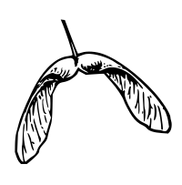 Lutz - Maple seed - outline