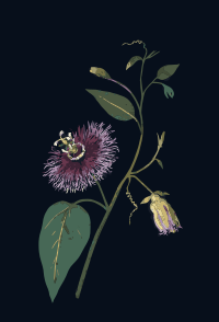 Water Lemon Flower