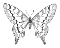 Lutz - Butterfly A - grayscale