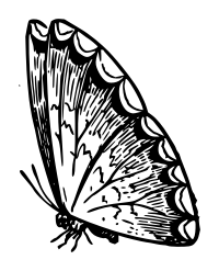 Lutz - Butterfly B - outline