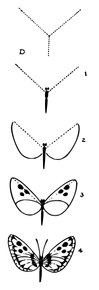 Lutz - Butterfly D - in 4 steps