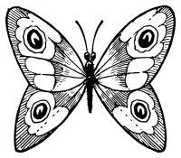 Lutz - Butterfly E - outline