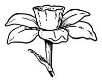Lutz - Narcissus 1 - outline