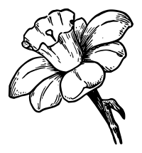 Lutz - Narcissus - outline