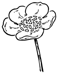 Lutz - Buttercup 1 - outline