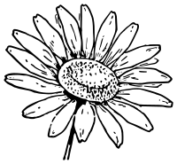 Lutz - Daisy 1 - outline