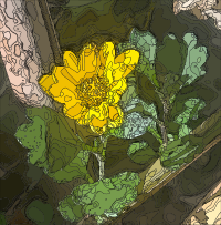 Yellow Flower