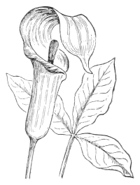 Lutz - Jack-in-the-pulpit - grayscale