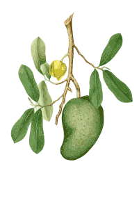 Soursop