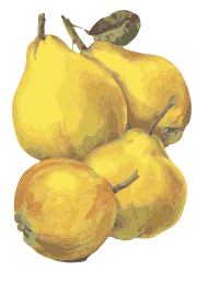 Quinces