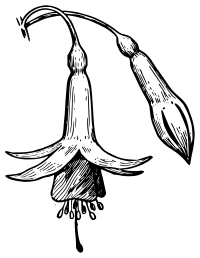 Lutz - Fuchsia - outline