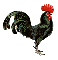 Black Minorca Fowl - Isolated Remix