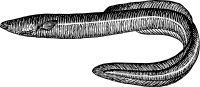 eel