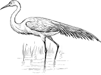 egret 1
